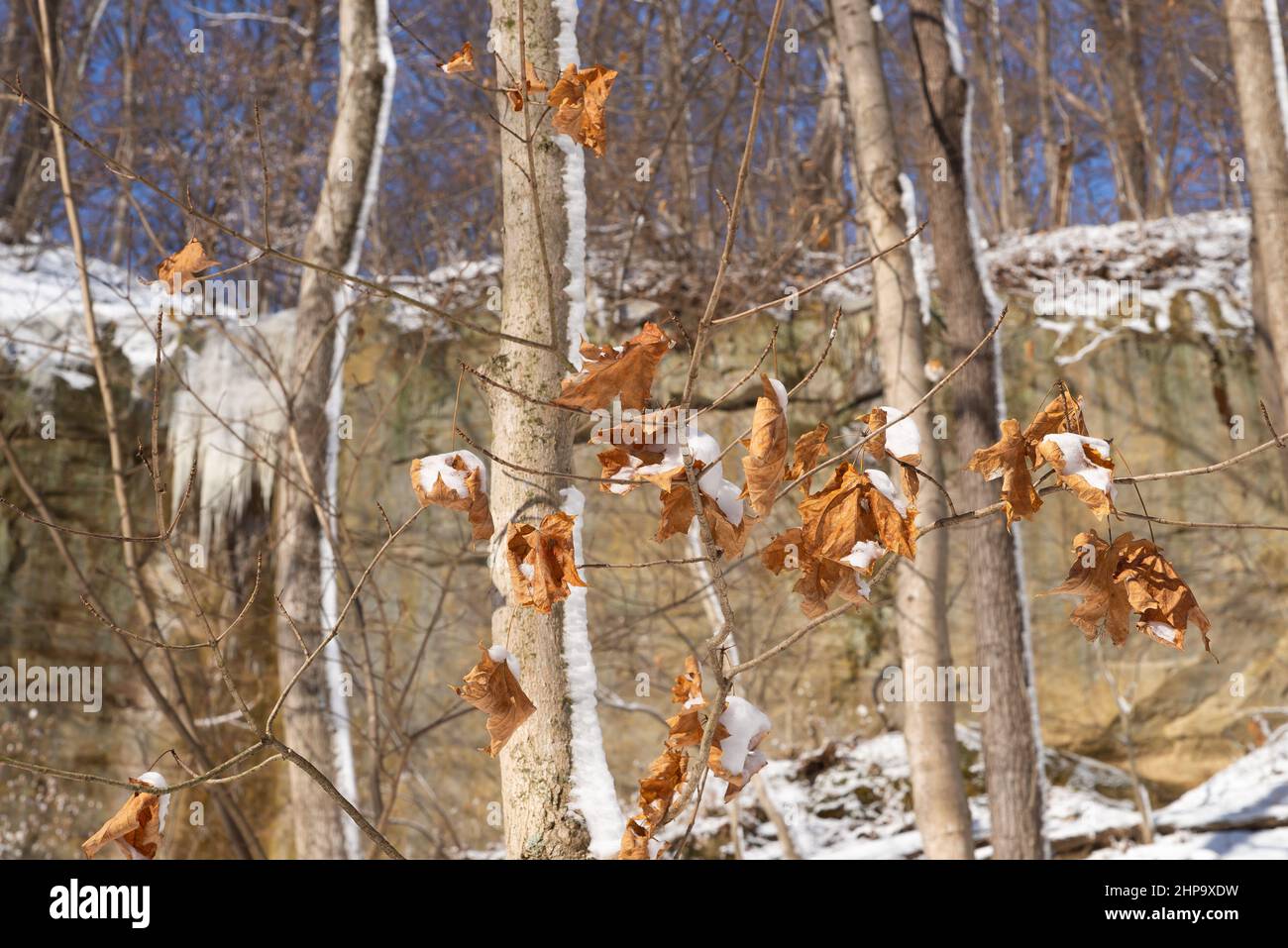 Feuilles sur l'arbre avec le mur couvert de neige du canyon en arrière-plan. Banque D'Images