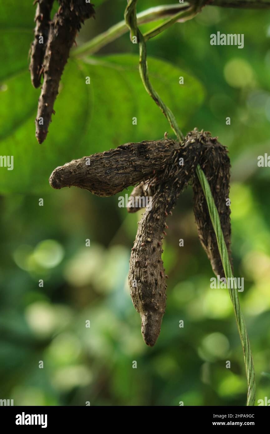 Portrait de la pomme de terre sur un arbre de pommes de terre suspendu. Banque D'Images