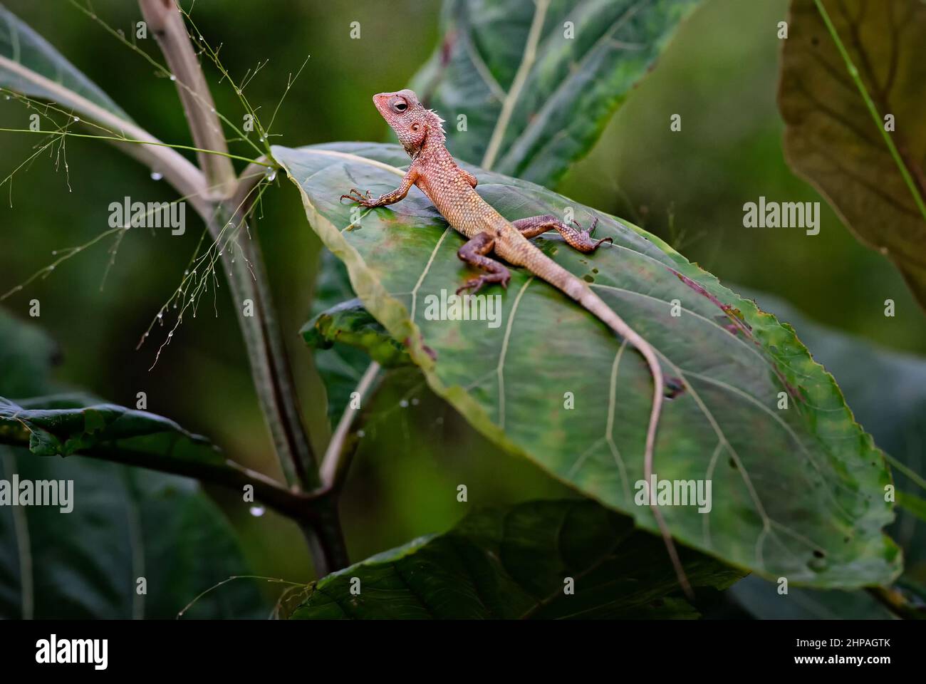 Oriental Garden Lizard - calotes versicolor, lézard changeant coloré des forêts et buissons asiatiques, Sri Lanka. Banque D'Images
