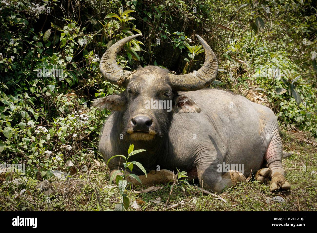 Un buffle d'eau puissant avec d'énormes cornes repose dans le feuillage. Banque D'Images