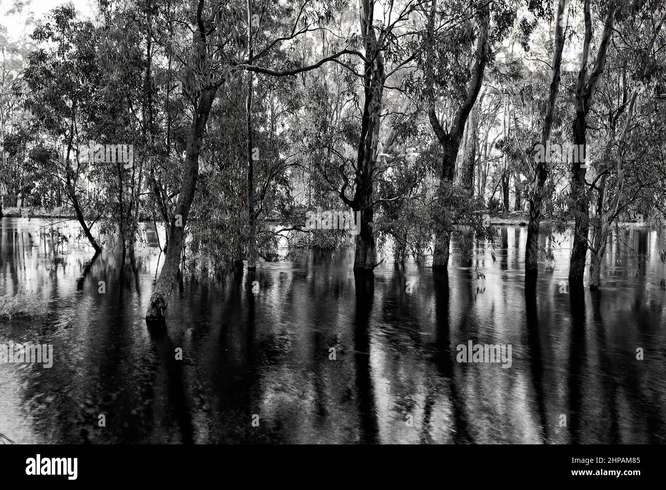 Au lever du soleil, Moody Grayscale a inondé des troncs de gommiers sur la rivière Murrumbidgee dans l'arrière-pays de l'Australie. Banque D'Images