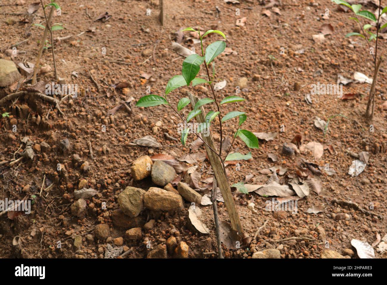 Jeune usine de thé nouvellement plantée avec tige de soutien dans une plantation de thé de bas pays sri-lankais Banque D'Images