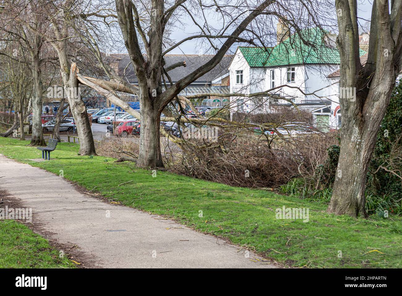 Un arbre endommagé par la tempête Eunice en février 2022 à Hythe, dans le kent. Banque D'Images