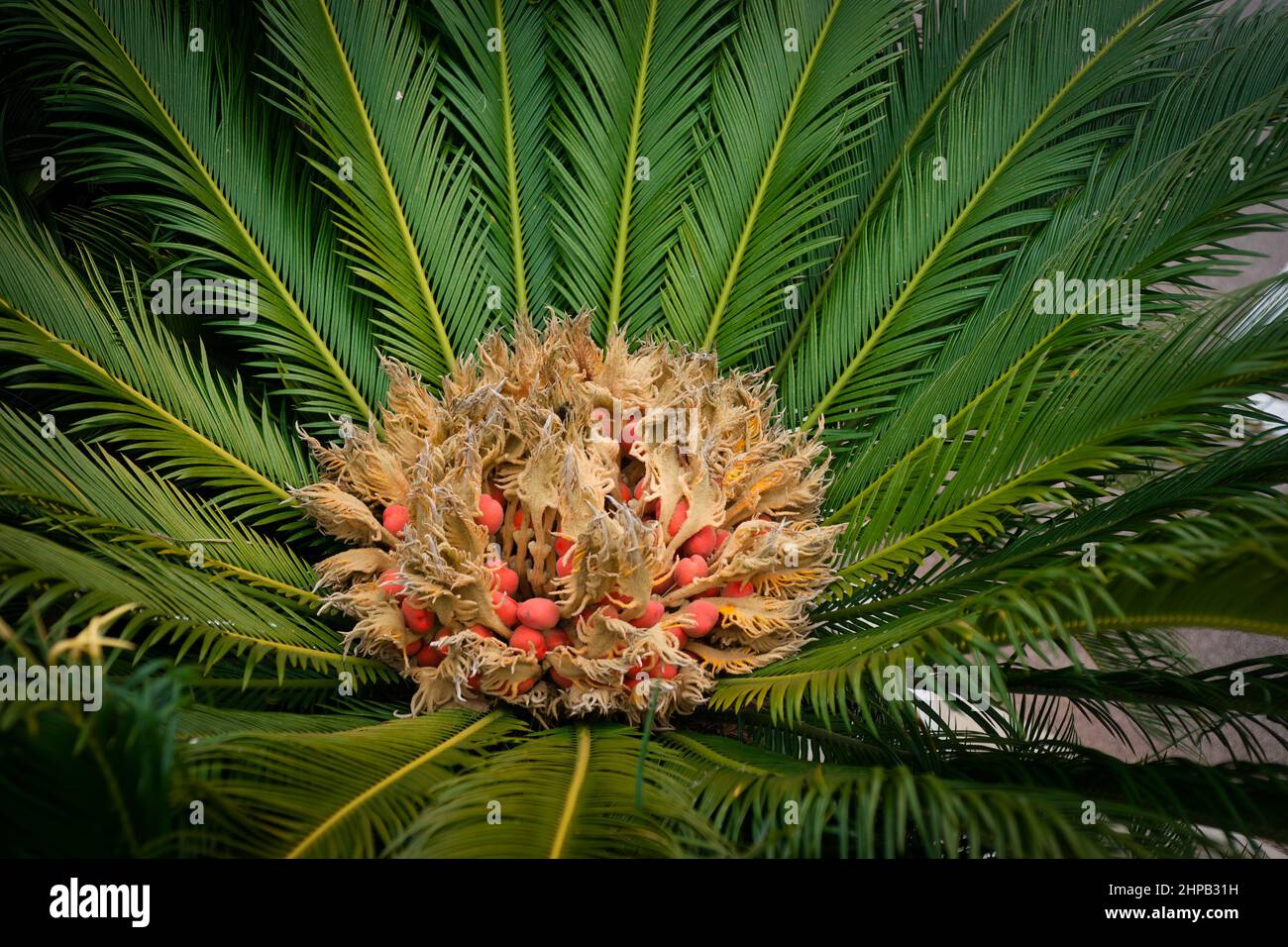 Cycad (cycas revoluta) fleur et fruit Banque D'Images