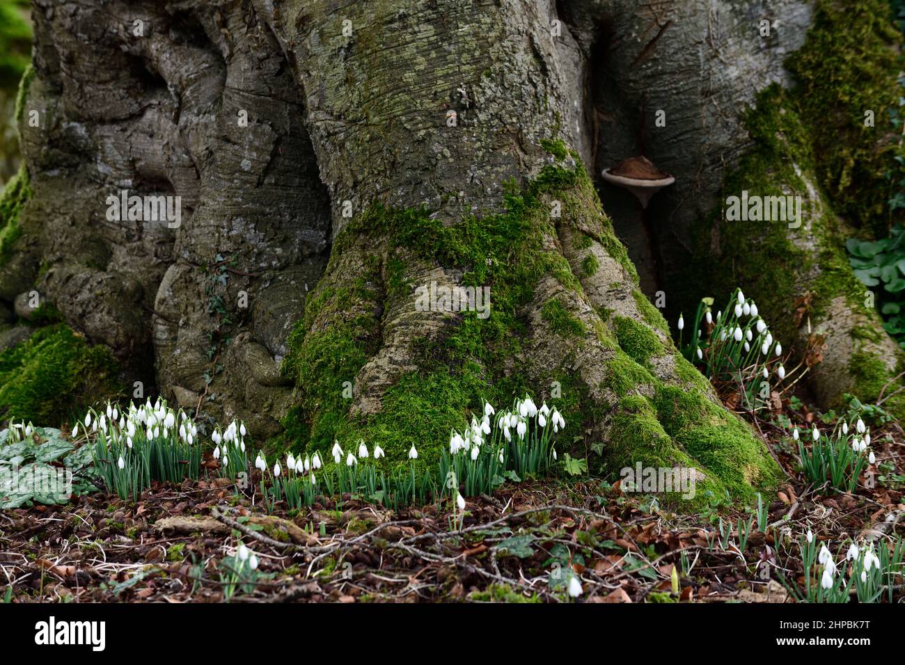 galanthus nivalis à la base de l'arbre de hêtre,galanthus et tronc d'arbre,galanthus à la base du tronc d'arbre,goutte de neige,gouttes de neige,printemps,fleur,fleurs,floraison,GA Banque D'Images
