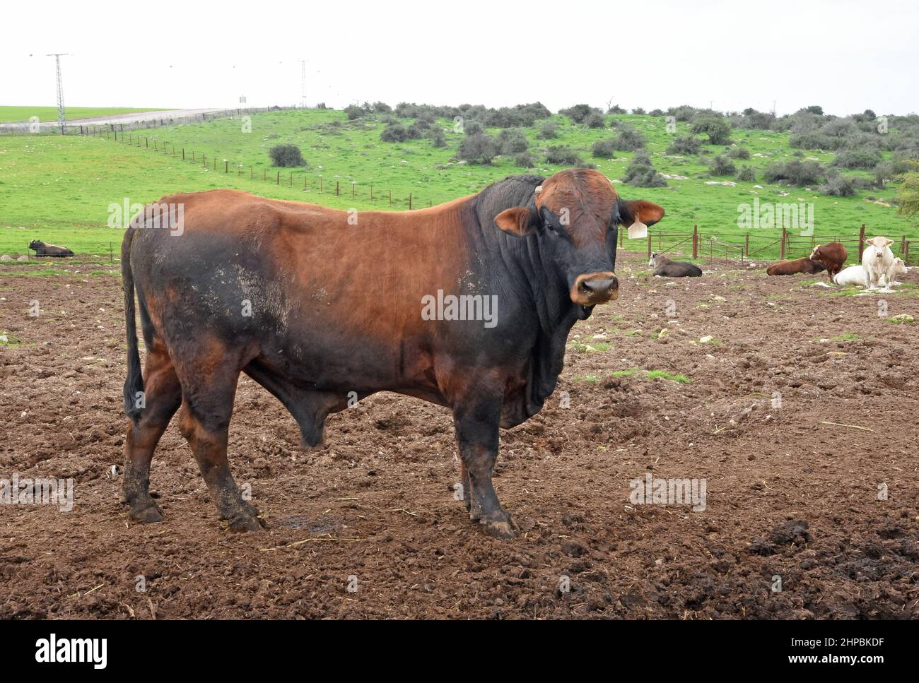 Taureaux reposant dans une fermeture clôturée. Banque D'Images