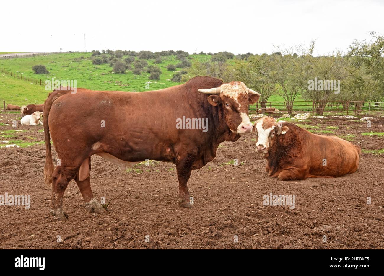 Taureaux reposant dans une fermeture clôturée. Banque D'Images