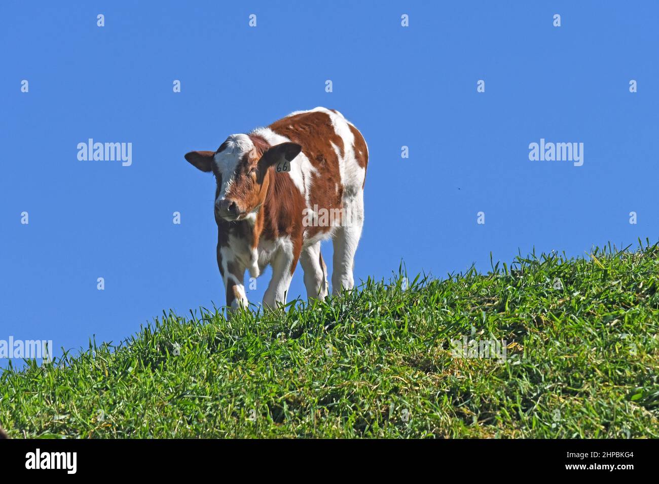Vache sur une colline herbeuse Banque D'Images