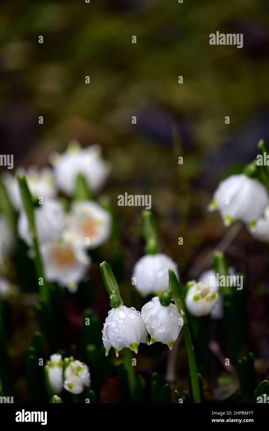 Leucojum vernum,flocon de neige de printemps,fleurs,fleur,formation de bourgeons,fleurs blanches à bout vert,fleur,fleur,en forme de cloche,en forme de cloche,RM Floral Banque D'Images