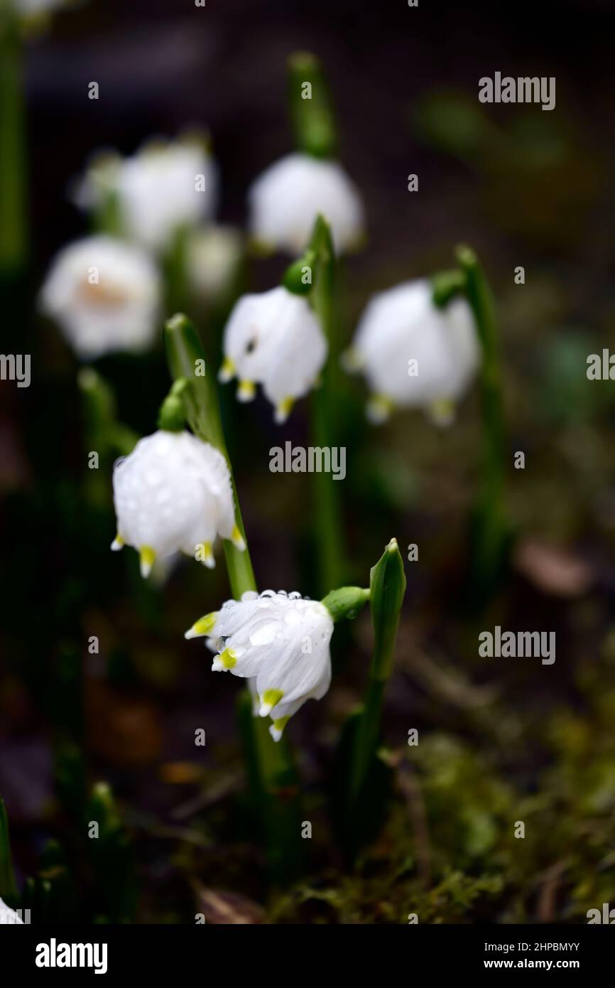 Leucojum vernum,flocon de neige de printemps,fleurs,fleur,formation de bourgeons,fleurs blanches à bout vert,fleur,fleur,en forme de cloche,en forme de cloche,RM Floral Banque D'Images