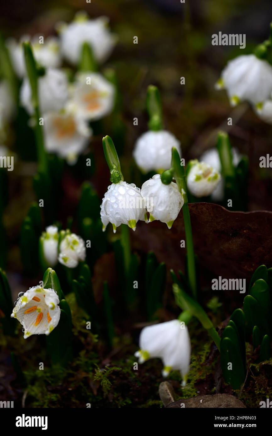 Leucojum vernum,flocon de neige de printemps,fleurs,fleur,formation de bourgeons,fleurs blanches à bout vert,fleur,fleur,en forme de cloche,en forme de cloche,RM Floral Banque D'Images