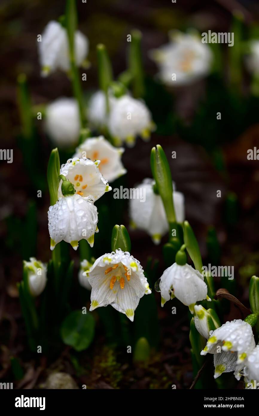 Leucojum vernum,flocon de neige de printemps,fleurs,fleur,formation de bourgeons,fleurs blanches à bout vert,fleur,fleur,en forme de cloche,en forme de cloche,RM Floral Banque D'Images