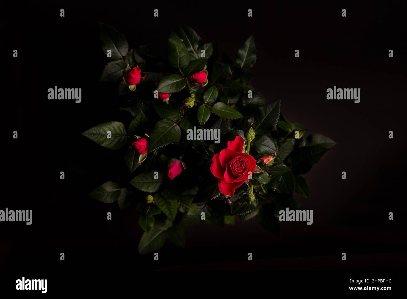 les roses sont en fleurs. Arrière-plan noir . Roses rouges sur fond noir. Touche Bas. Banque D'Images