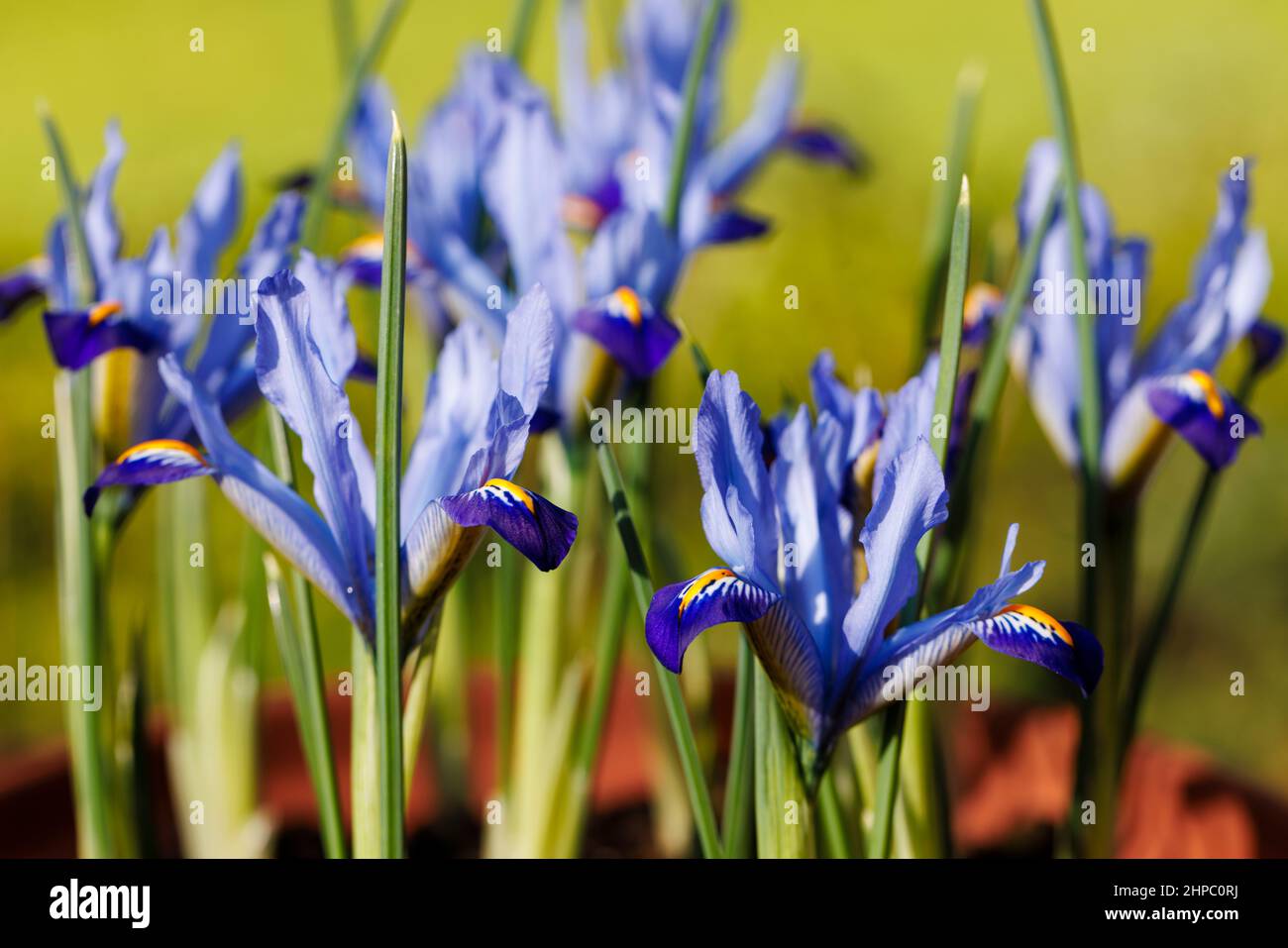 Bleu, blanc et jaune bulbeux vivace Iris reticulata 'Carolina' en fleur de la fin de l'hiver au début du printemps (originaire d'Irak et d'Iran) Banque D'Images