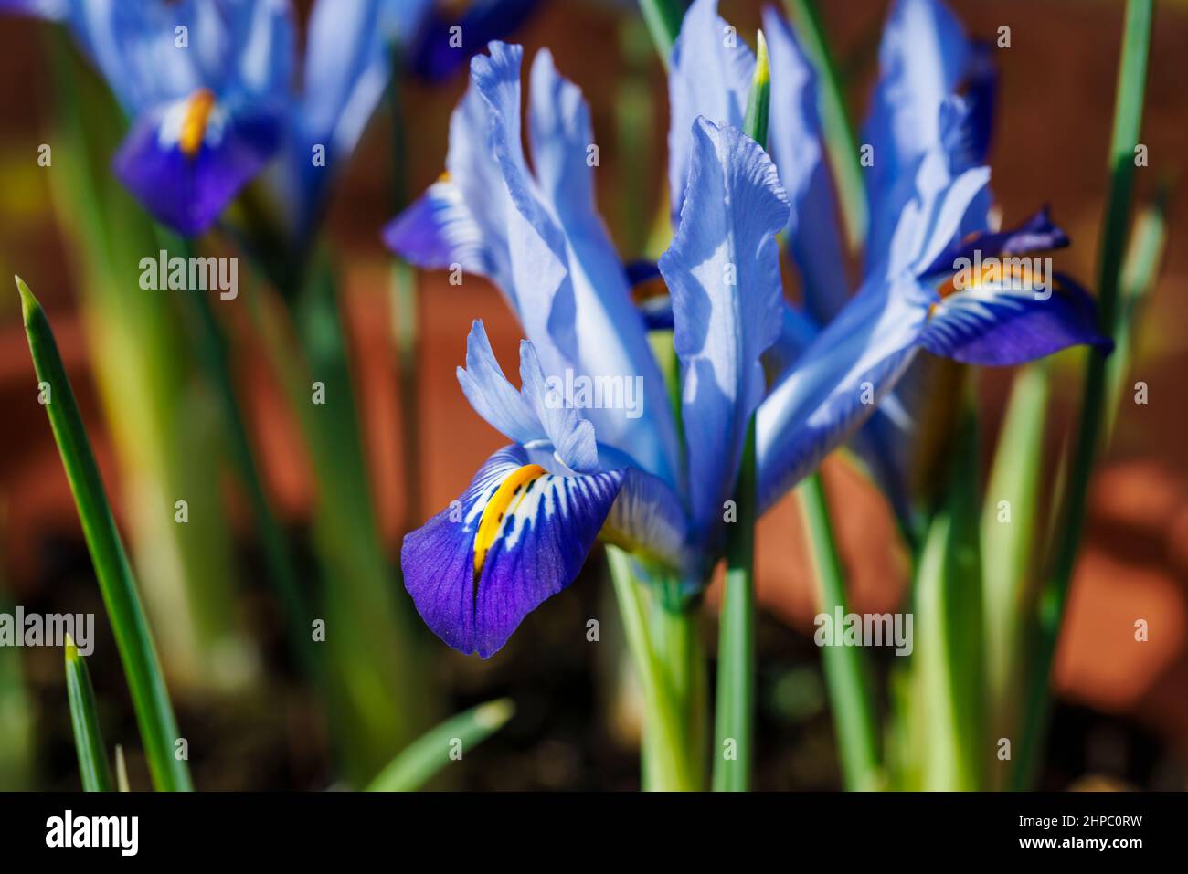 Bleu, blanc et jaune bulbeux vivace Iris reticulata 'Carolina' en fleur de la fin de l'hiver au début du printemps (originaire d'Irak et d'Iran) Banque D'Images