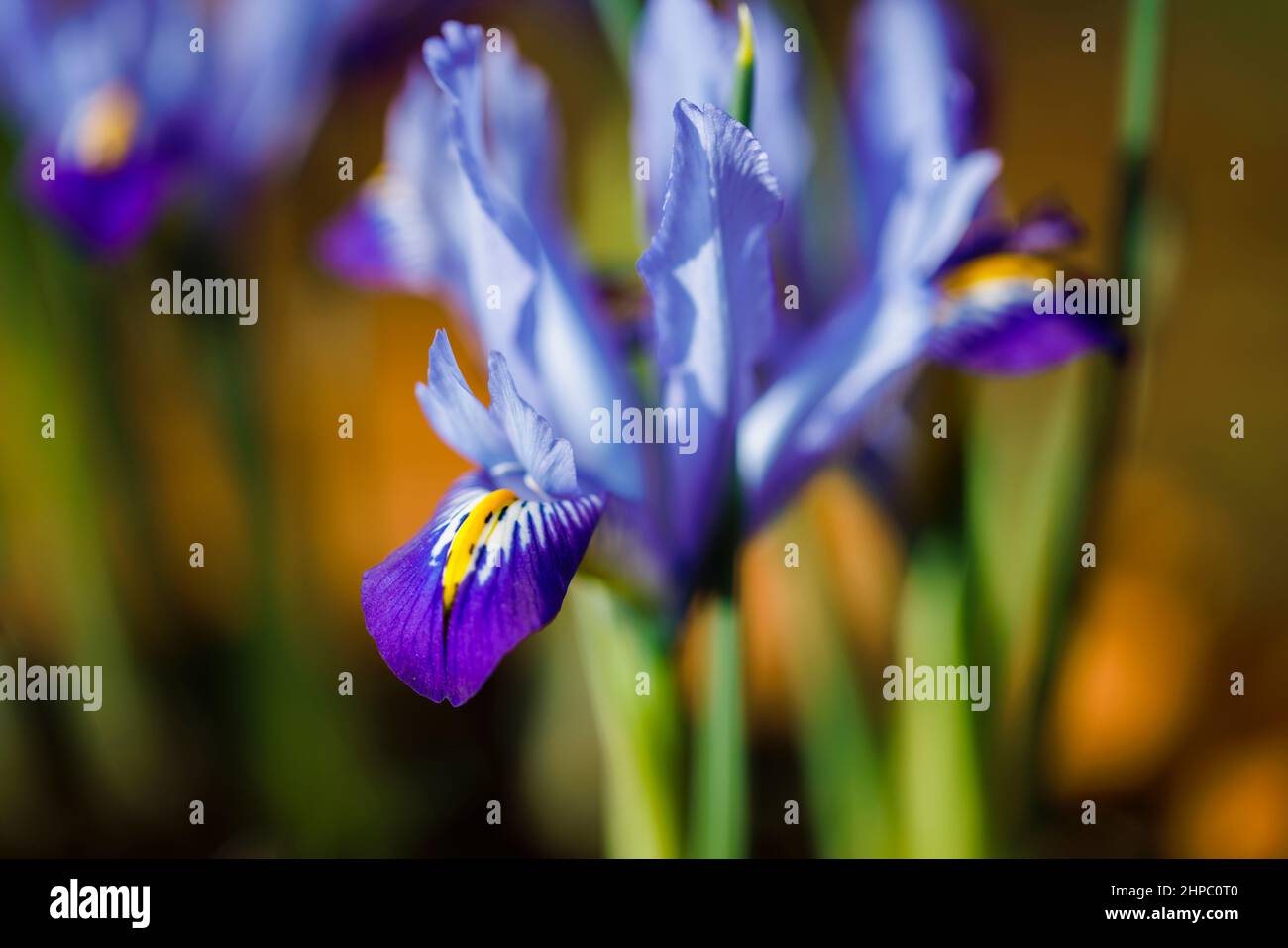 Bleu, blanc et jaune bulbeux vivace Iris reticulata 'Carolina' en fleur de la fin de l'hiver au début du printemps (originaire d'Irak et d'Iran) Banque D'Images
