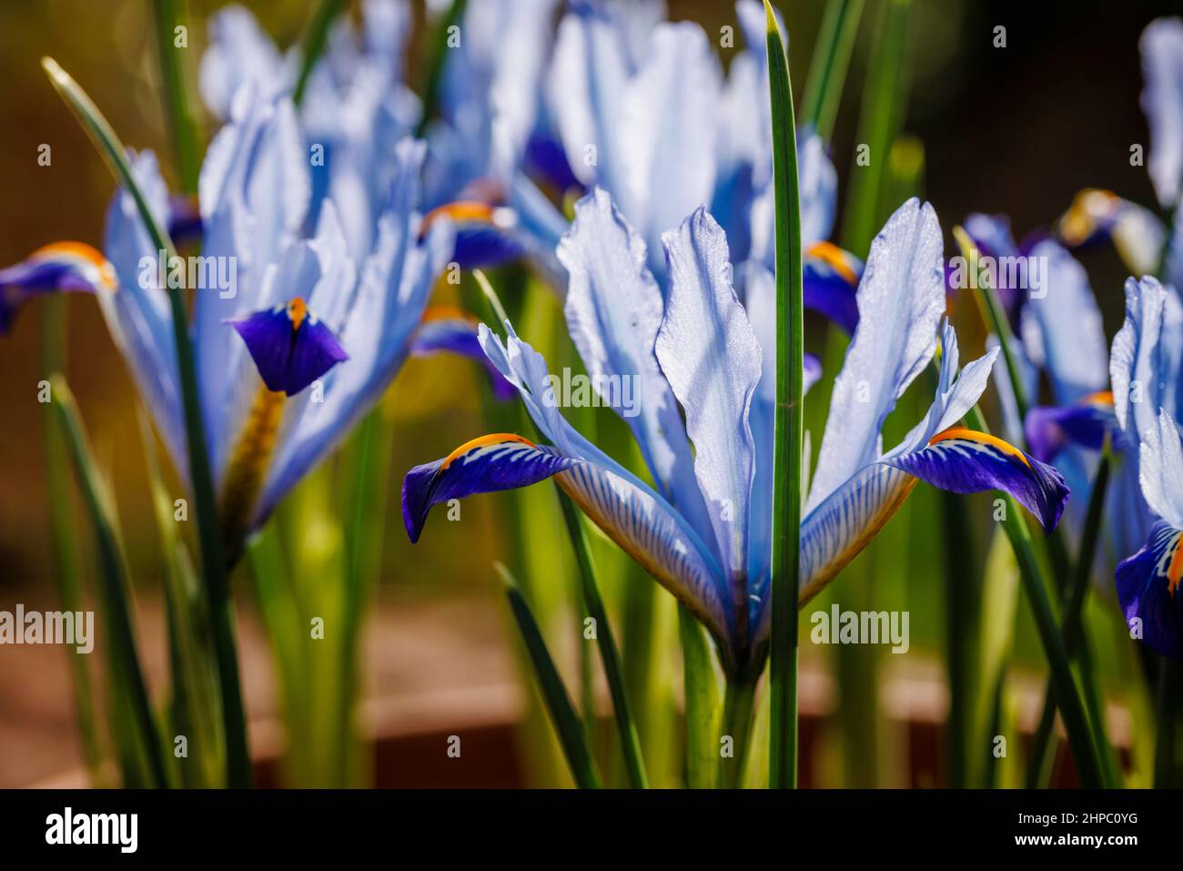 Bleu, blanc et jaune bulbeux vivace Iris reticulata 'Carolina' en fleur de la fin de l'hiver au début du printemps (originaire d'Irak et d'Iran) Banque D'Images