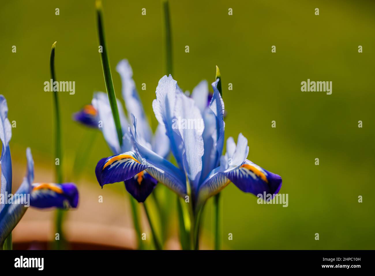 Bleu, blanc et jaune bulbeux vivace Iris reticulata 'Carolina' en fleur de la fin de l'hiver au début du printemps (originaire d'Irak et d'Iran) Banque D'Images