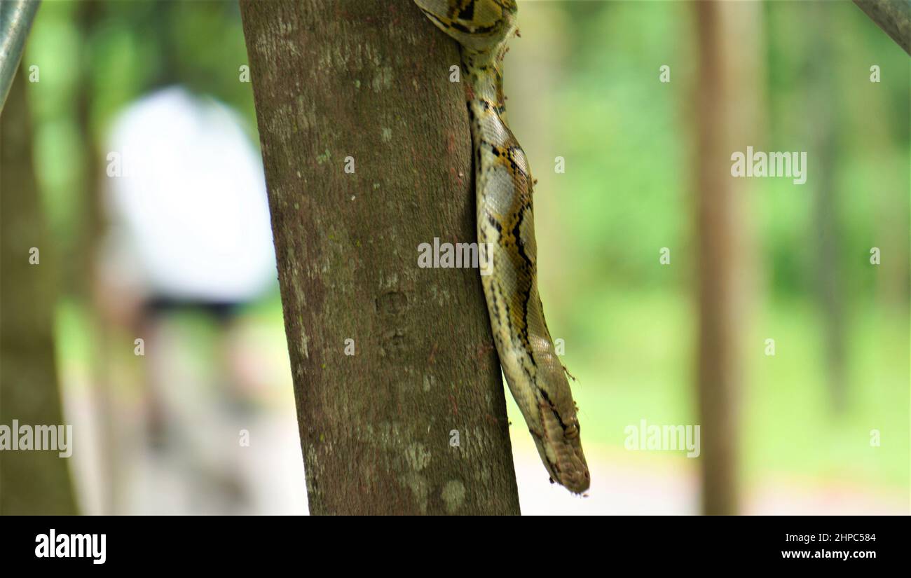 Python On Tree à Singapore Walkway Banque D'Images