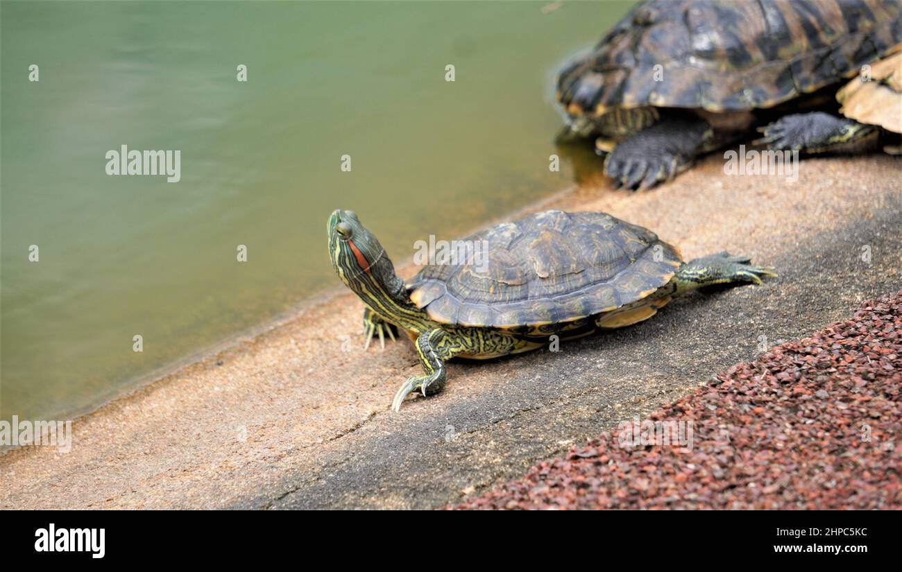 Groupe de la belle tortue Banque D'Images