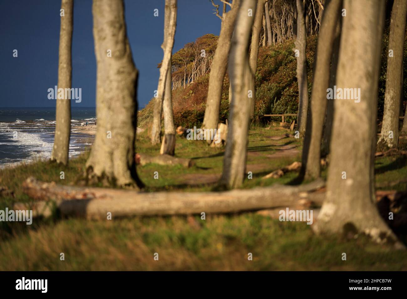 Forêt verte de printemps, mer Baltique, Sellin, grands arbres, hêtre, Chêne, Rostock Nienhagen Gespensterwald Banque D'Images