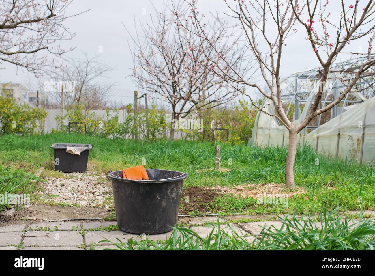 Élimination des mauvaises herbes .élimination des pissenlits. Nettoyage du jardin au printemps. Gants dans un seau sur fond de jardin vert printemps Banque D'Images