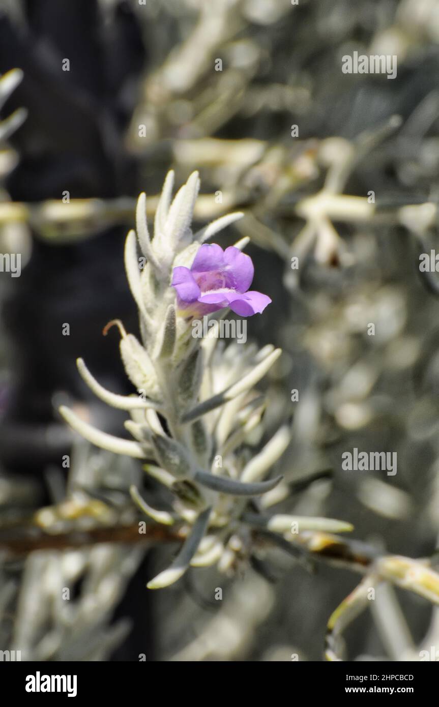 Eremophila nivea, communément connu le nom d'eremophila soyeux, est plante fleurs de la famille figurative, endémique l'Australie occidentale Photo Stock - Alamy