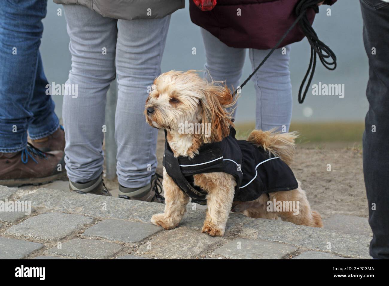 Morkie, Malteser Yorkshire Mix le jour de la tempête. En vêtements pour  chiens, en laisse Photo Stock - Alamy