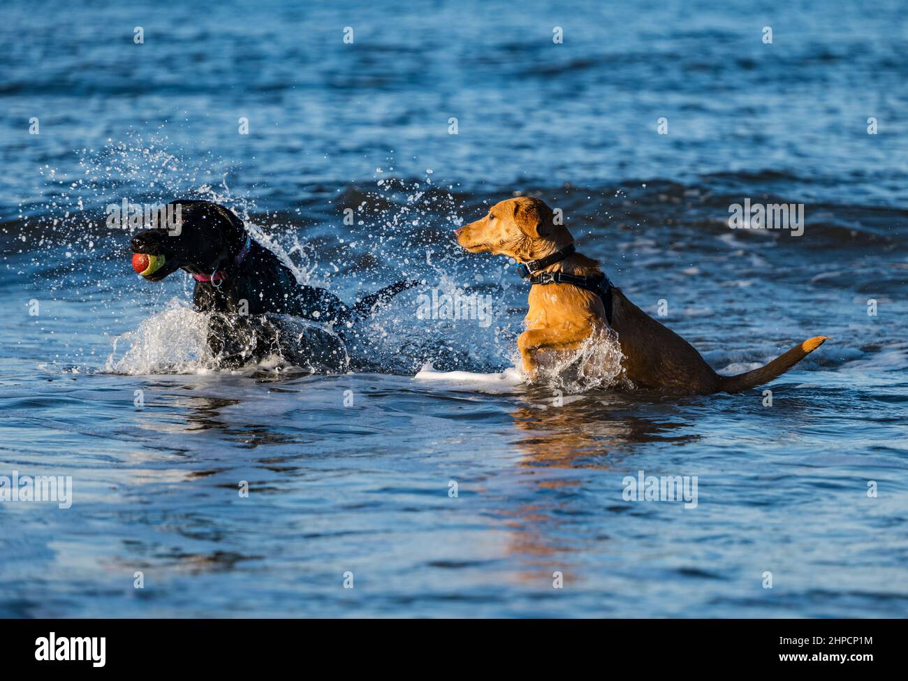 Le chien noir et le chien doré du Labrador et le chiot se chassent les uns les autres avec un ballon dans l'eau de mer le jour ensoleillé, Écosse, Royaume-Uni Banque D'Images