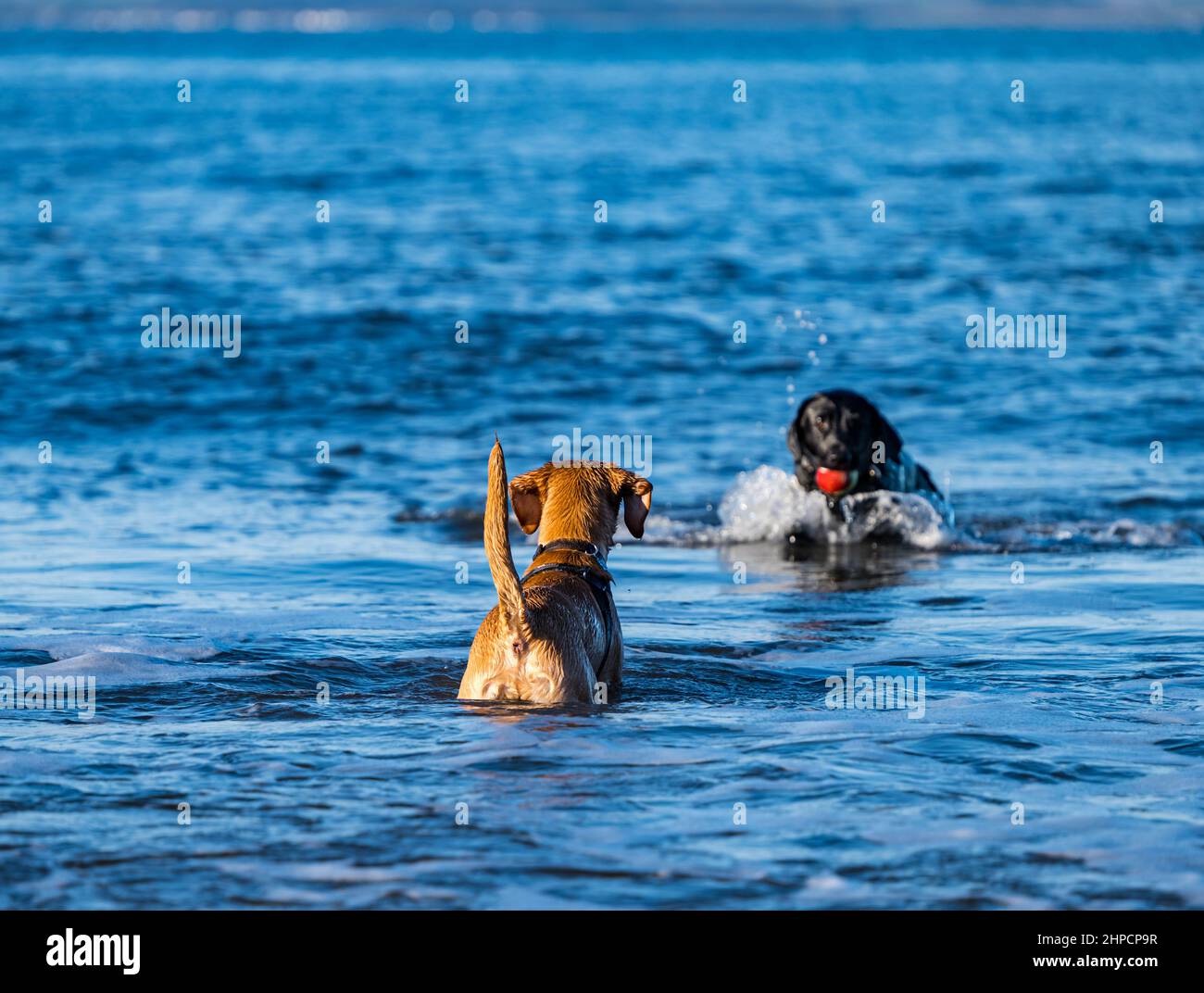 Labrador chien d'observation de chiot fetch ball dans l'eau de mer avec boule le jour ensoleillé, Écosse, Royaume-Uni Banque D'Images