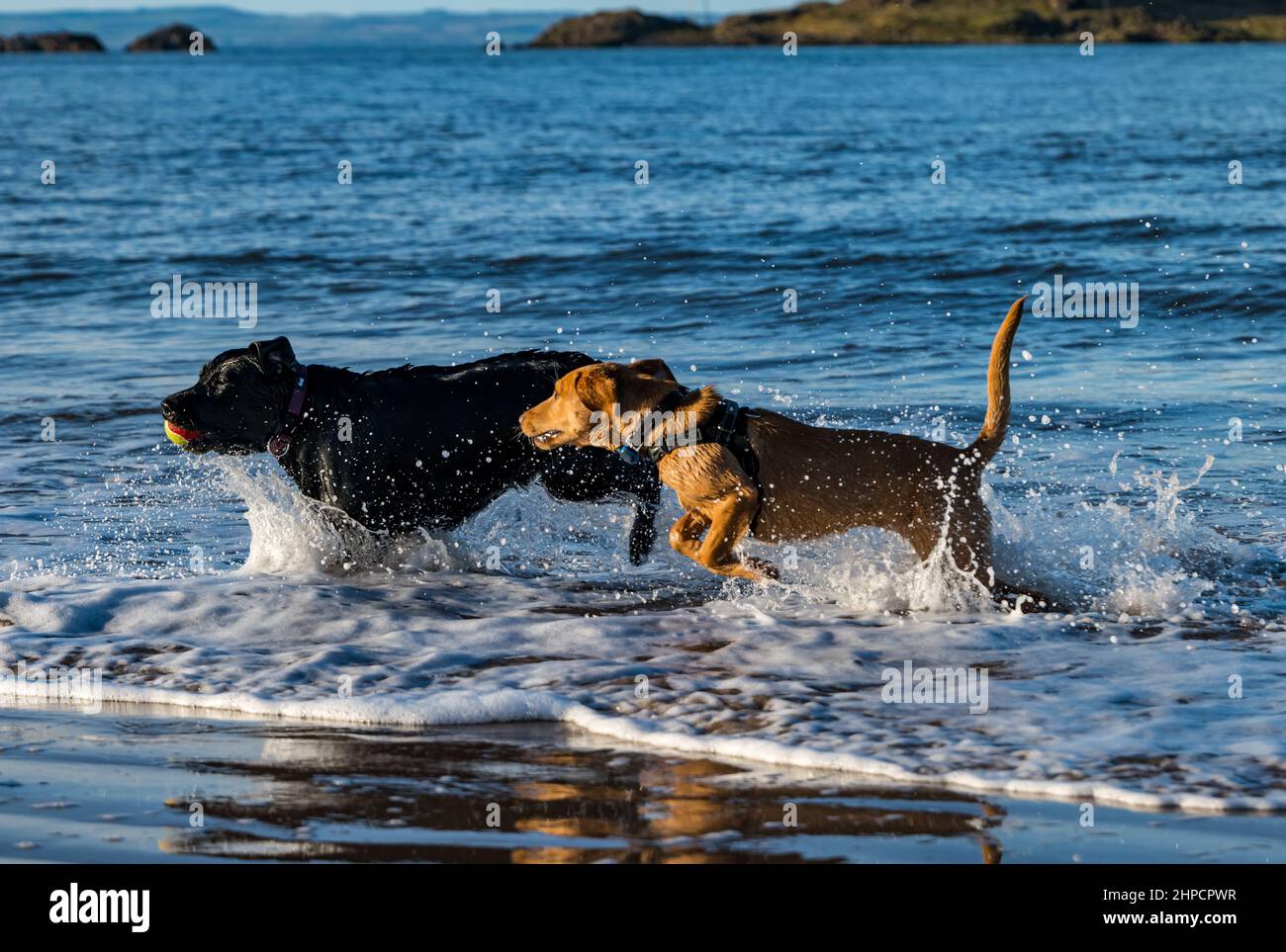 Le chien noir et le chien doré du Labrador et le chiot se chassent les uns les autres avec un ballon dans l'eau de mer le jour ensoleillé, Écosse, Royaume-Uni Banque D'Images