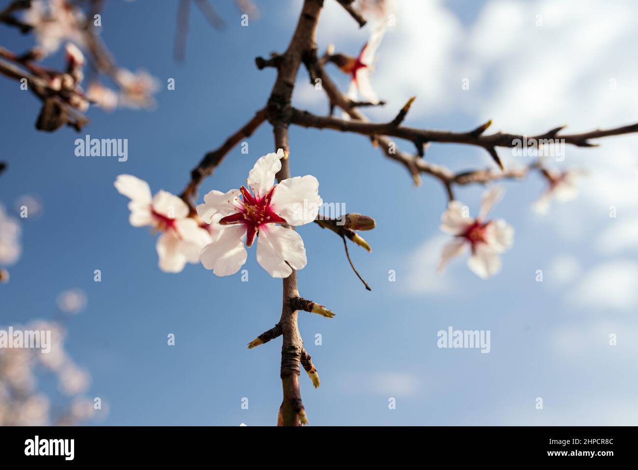 Branche avec fleurs d'amandiers par une journée ensoleillée avec ciel bleu. Le printemps arrive. Banque D'Images