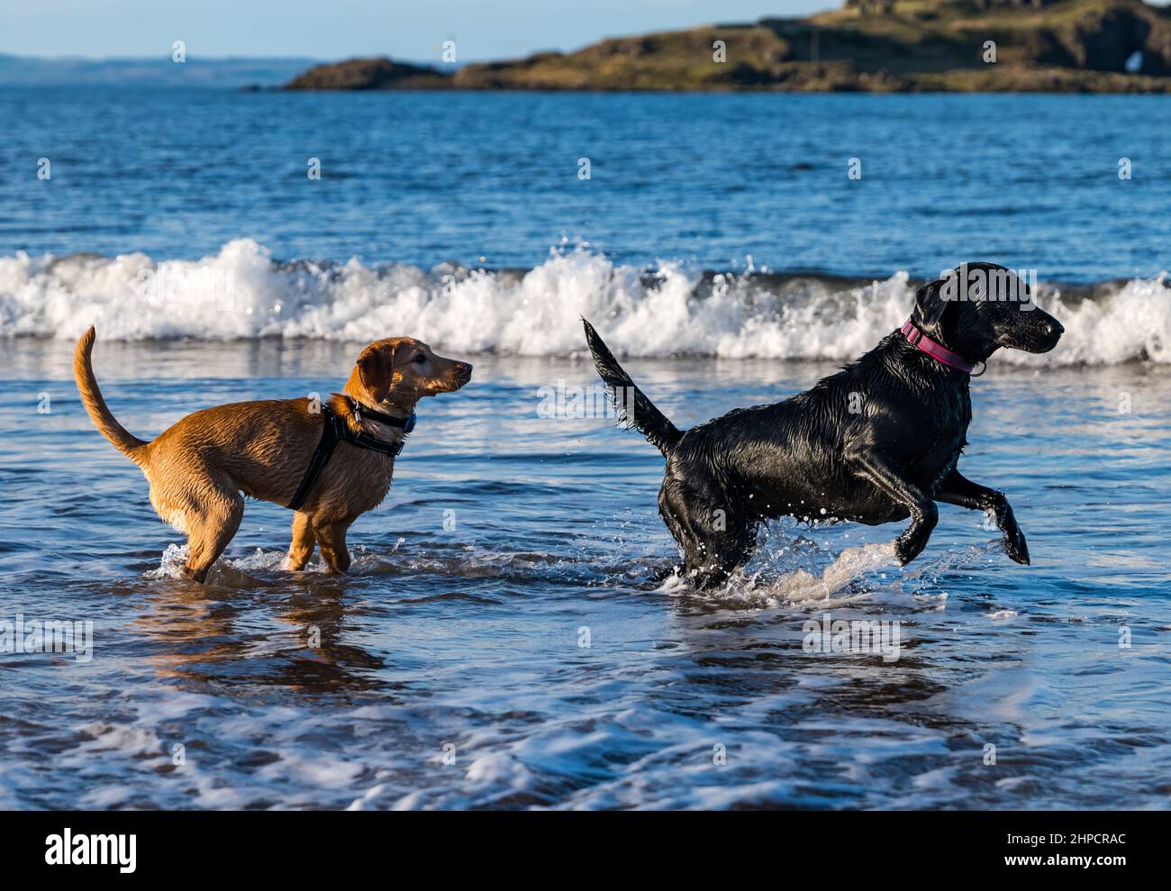 Le chien noir et le chien doré du Labrador et le chiot se chassent les uns les autres dans l'eau de mer le jour ensoleillé, Écosse, Royaume-Uni Banque D'Images
