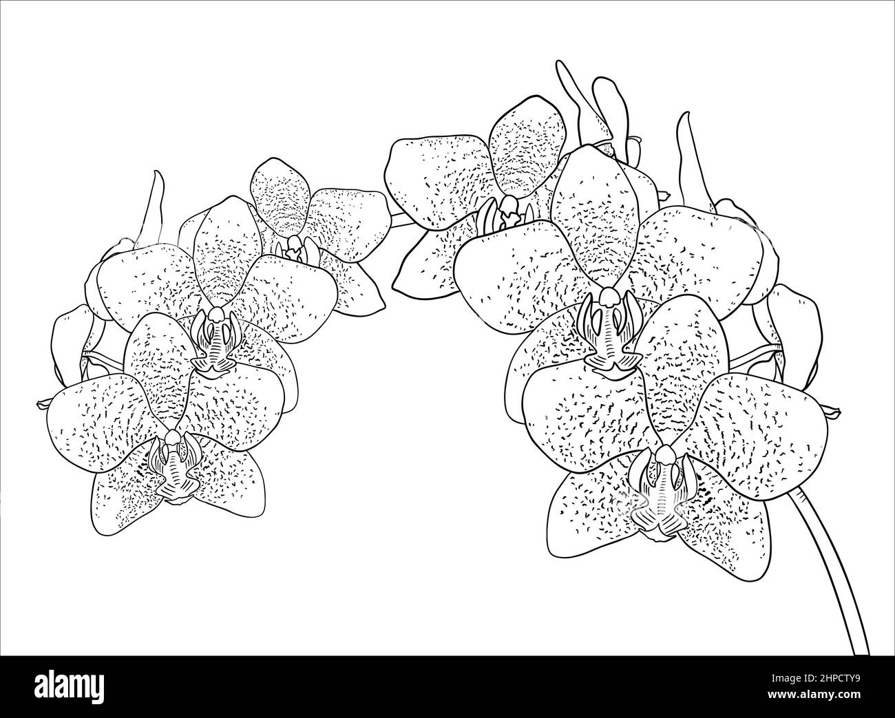 dessin de branche d'orchidée phalaenopsis sur fond blanc Illustration de Vecteur