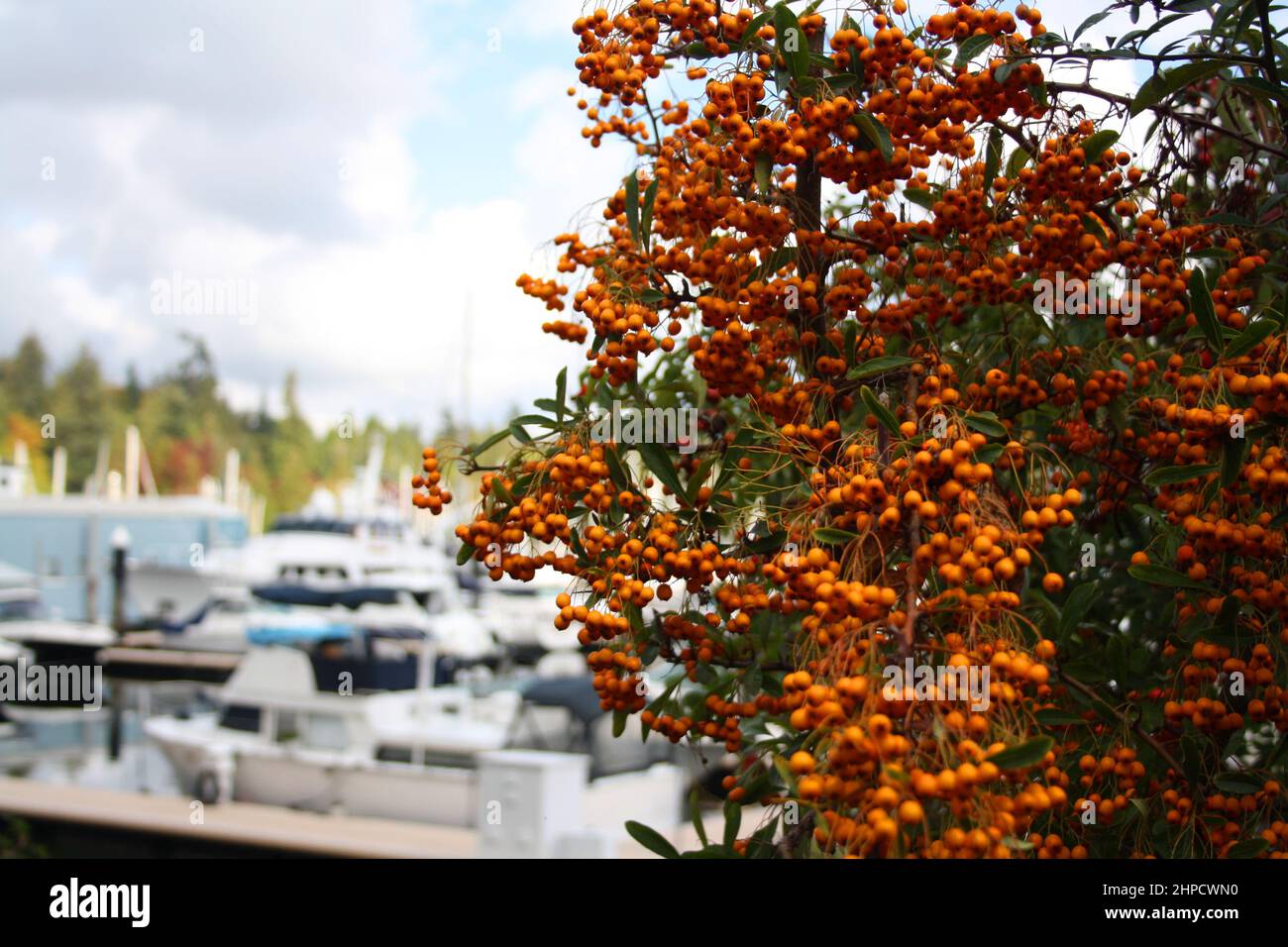 Gros plan des baies de Pyracantha orange sur fond flou Banque D'Images