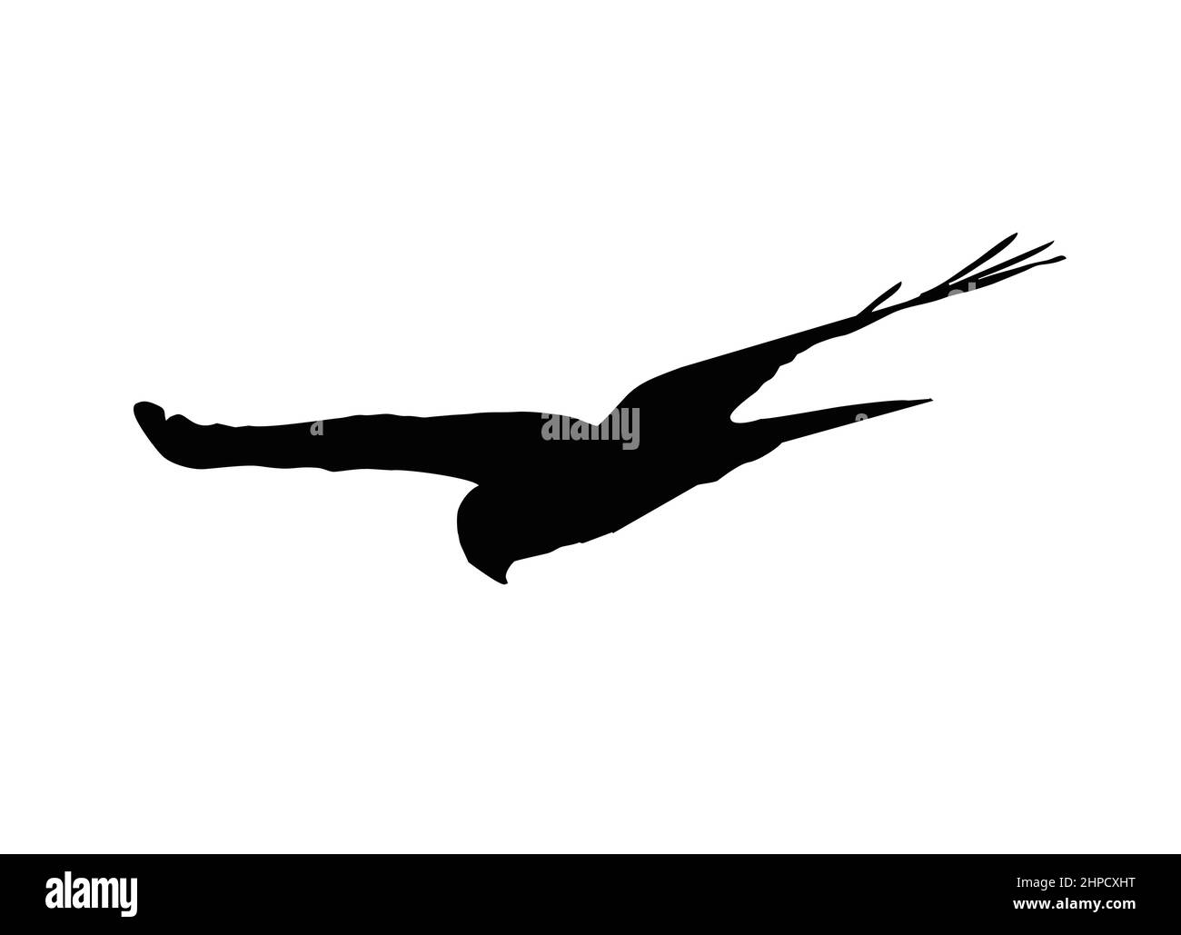 kestrel falcon bubrard harrier faucon kite aigle silhouette Illustration de Vecteur