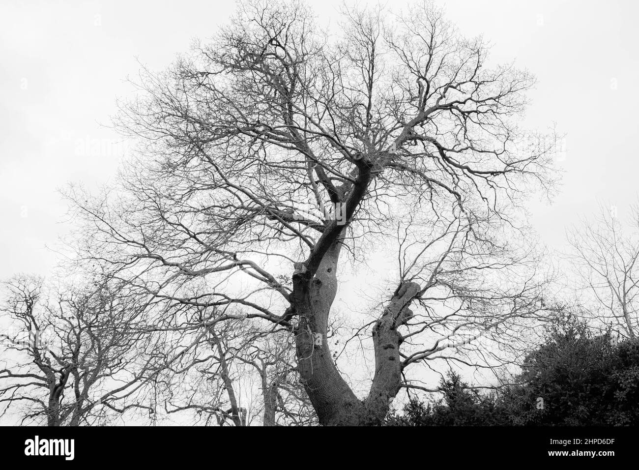 Considéré comme des images de beaux-arts photographies prises autour du parc de Bressingdon à Norfolk avec quelques mouvements intentionnels de caméra ICM pendant l'exposition. Banque D'Images