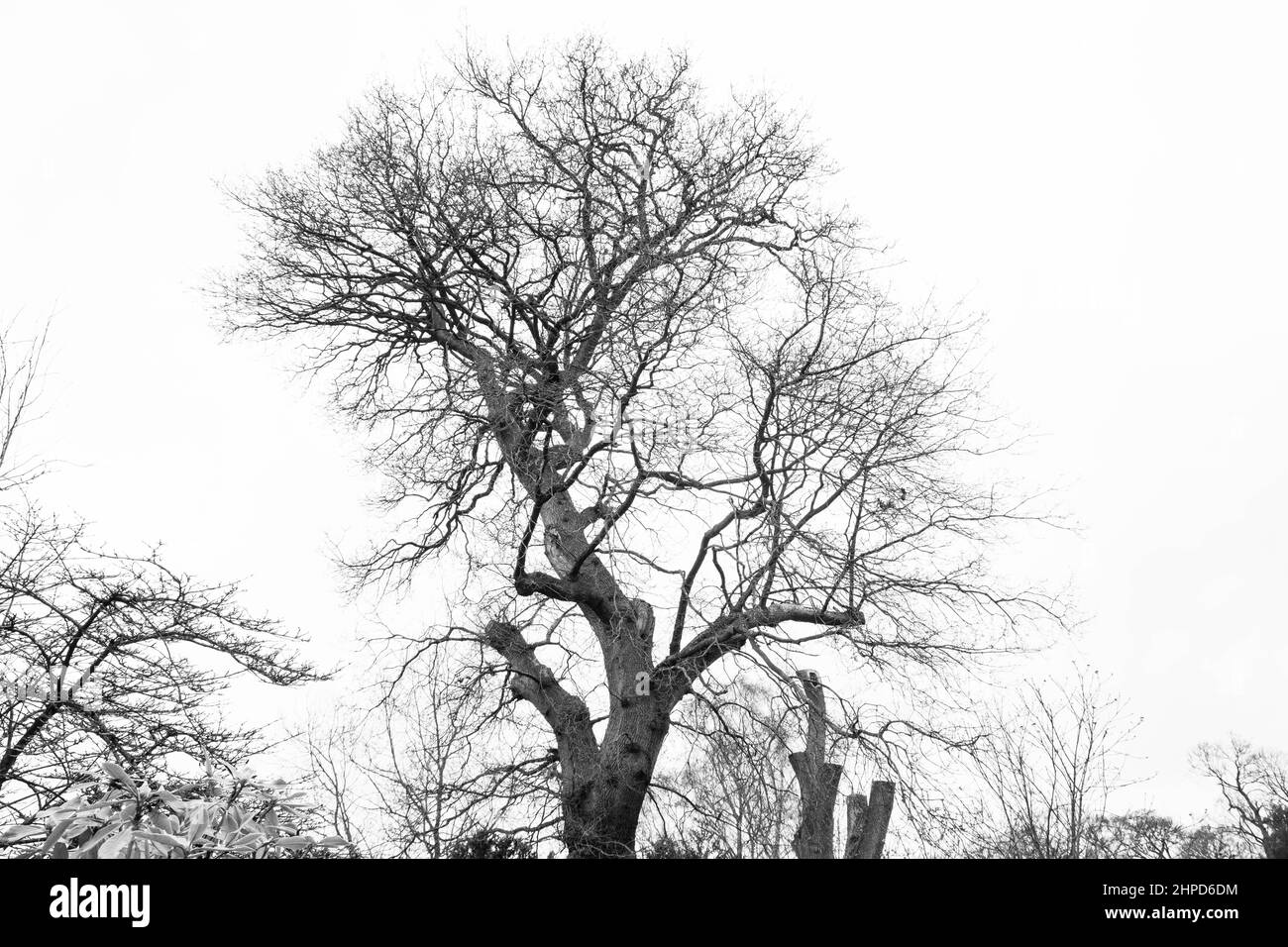 Considéré comme des images de beaux-arts photographies prises autour du parc de Bressingdon à Norfolk avec quelques mouvements intentionnels de caméra ICM pendant l'exposition. Banque D'Images
