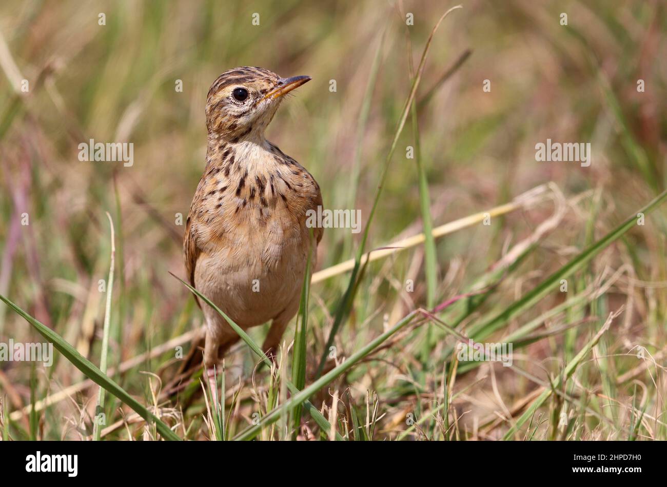 Pipit africaine, Afrique du Sud Banque D'Images