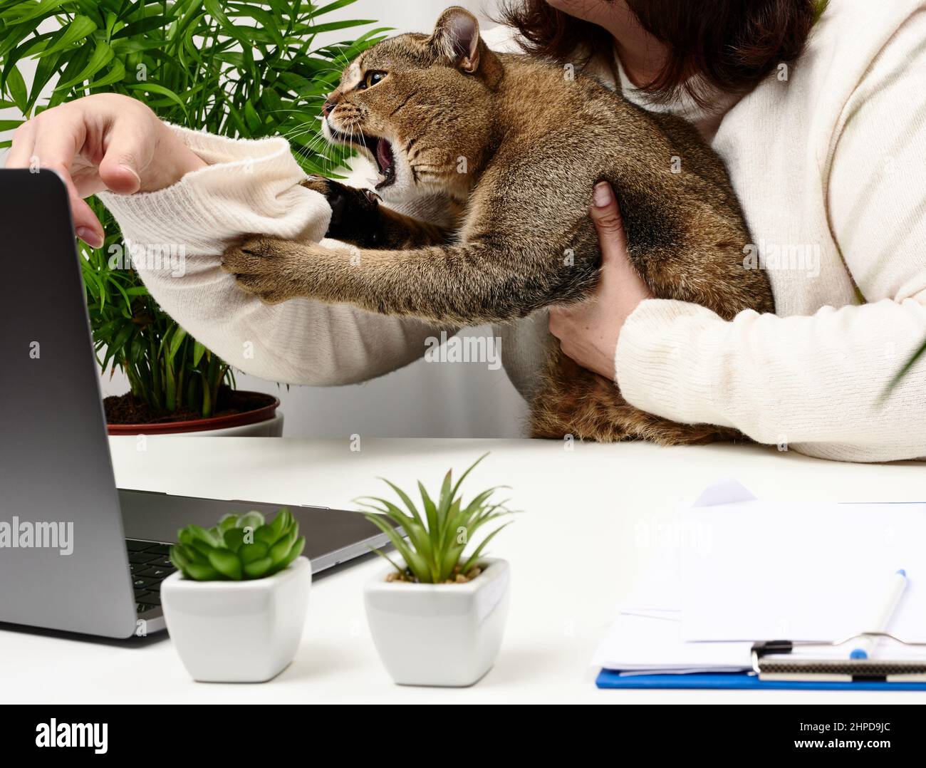 drôle de chat gris adulte empêche le freelance de travailler à l'ordinateur portable. L'animal mord la main. Manque d'attention aux animaux Banque D'Images