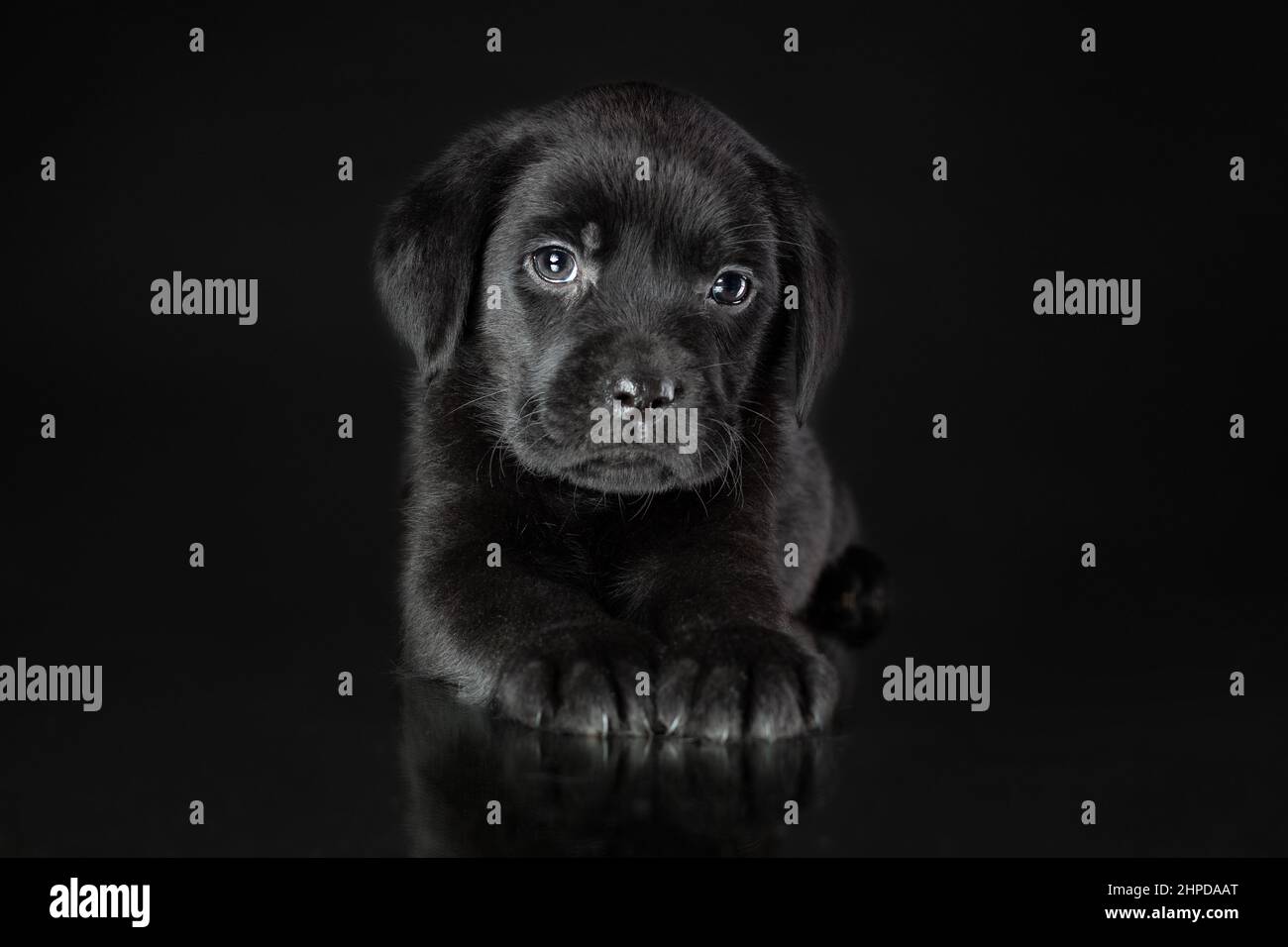 Portrait d'un chien calme et mignon de race labrador Retriever allongé sur un fond noir. Pup triste de couleur noire Banque D'Images