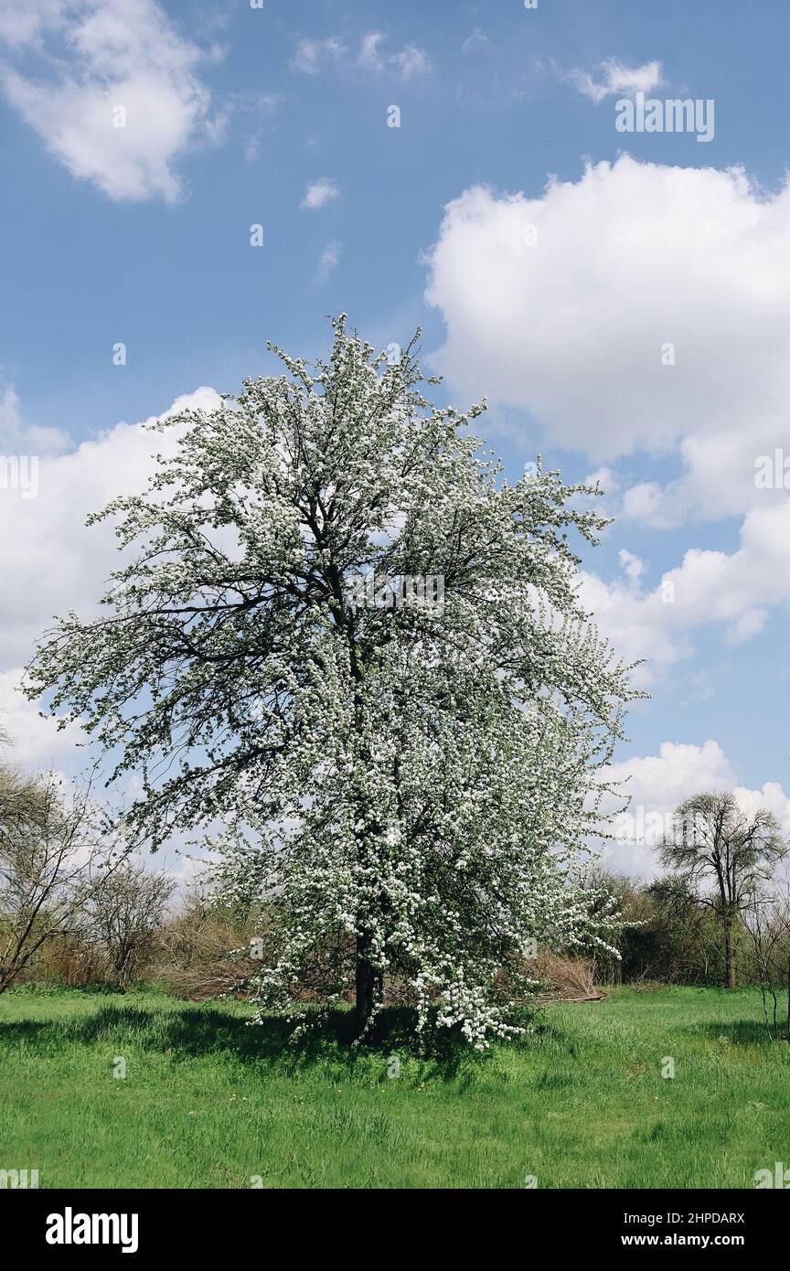 Pré de jardin de printemps avec fleur de poire à la chaude lumière du soleil paisible, nature de l'Ukraine Banque D'Images