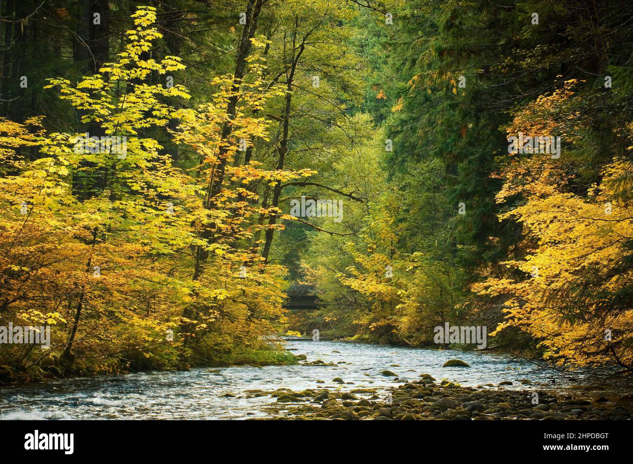 South Fork la rivière McKenzie au terrain de camping de Frissel Crossing, avec l'érable à feuilles gélifiées et l'érable à vigne en couleur d'automne; Willamette National Forest, Cascade M. Banque D'Images