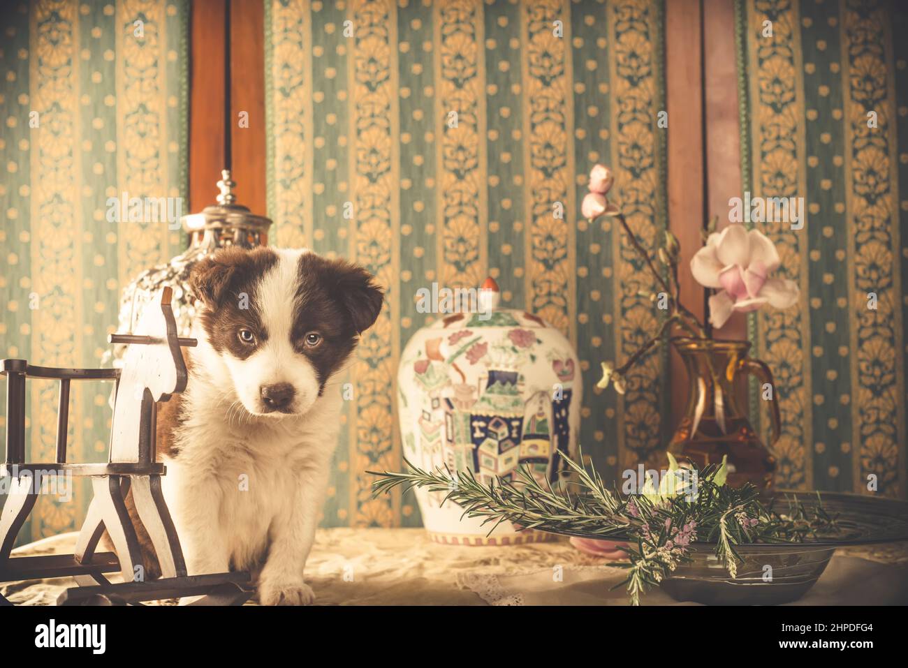 Petit chien à bordure marron et blanche collie dans une maison avec décoration art déco, vintage encore vie. Banque D'Images