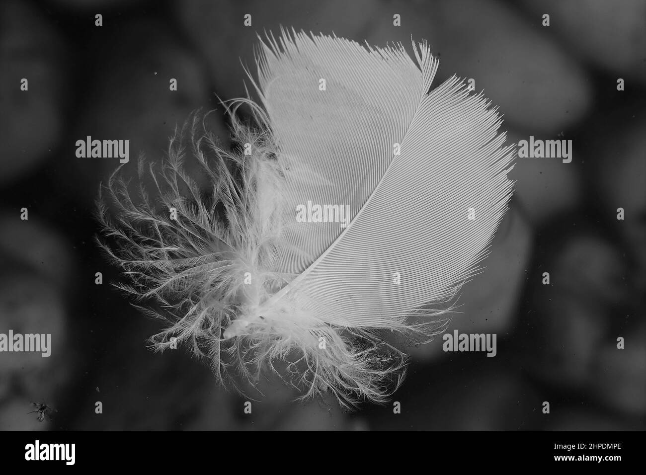 Gros plan extrême d'une plume de Cockatoo flottant sur l'eau Banque D'Images