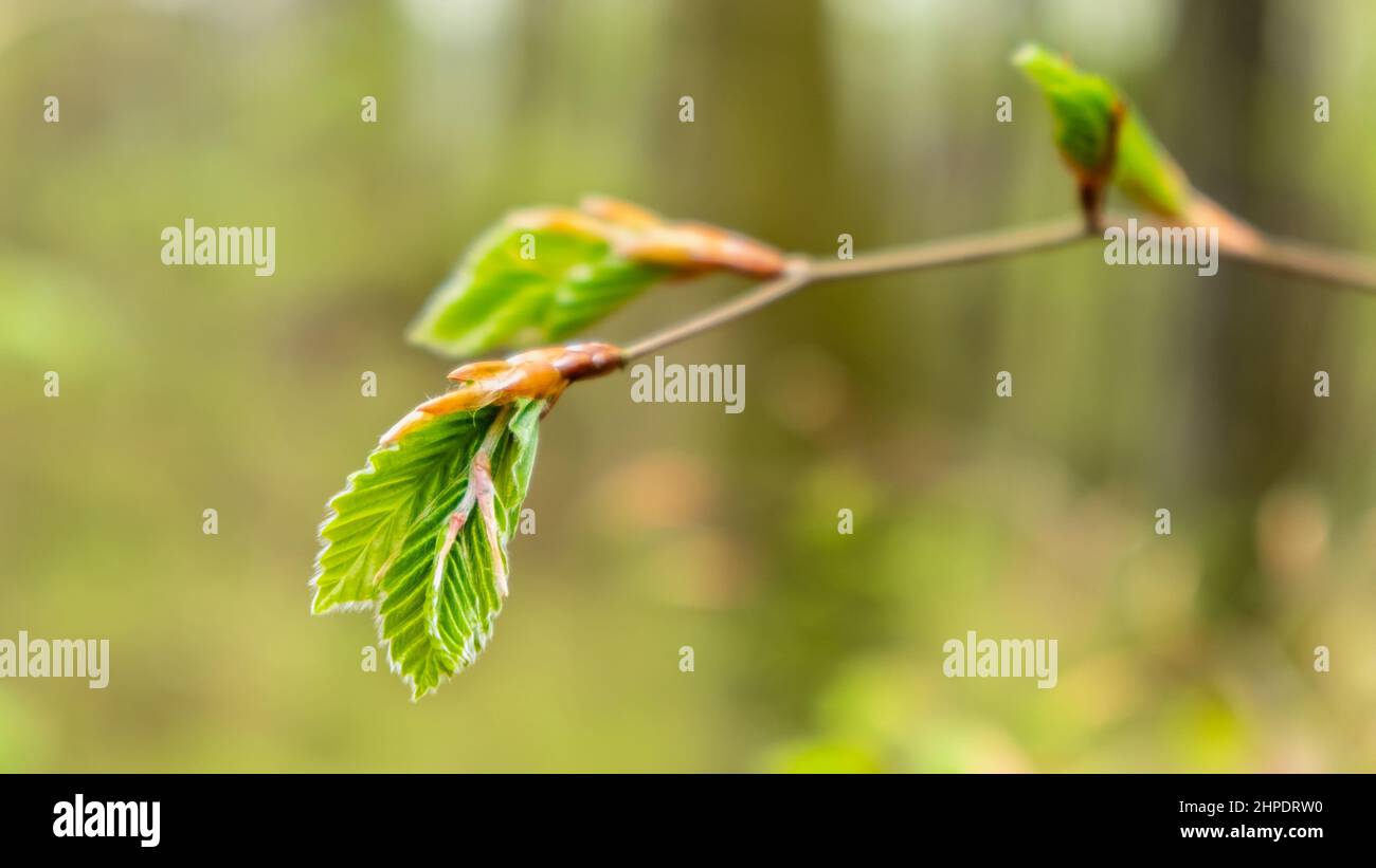 Arrière-plan de printemps avec des feuilles vertes fraîches dans la forêt. La jeune première feuille comme symbole de la vie, de la croissance, de la naissance. Écologie et protection de l'environnement. Banque D'Images