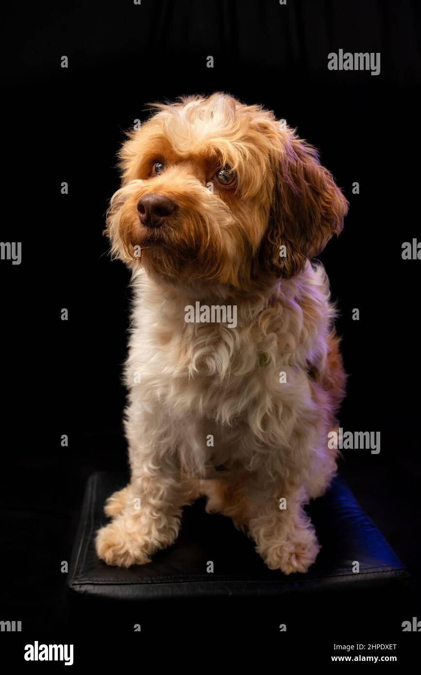 Magnifique chien mixte posé pour l'appareil photo. Banque D'Images