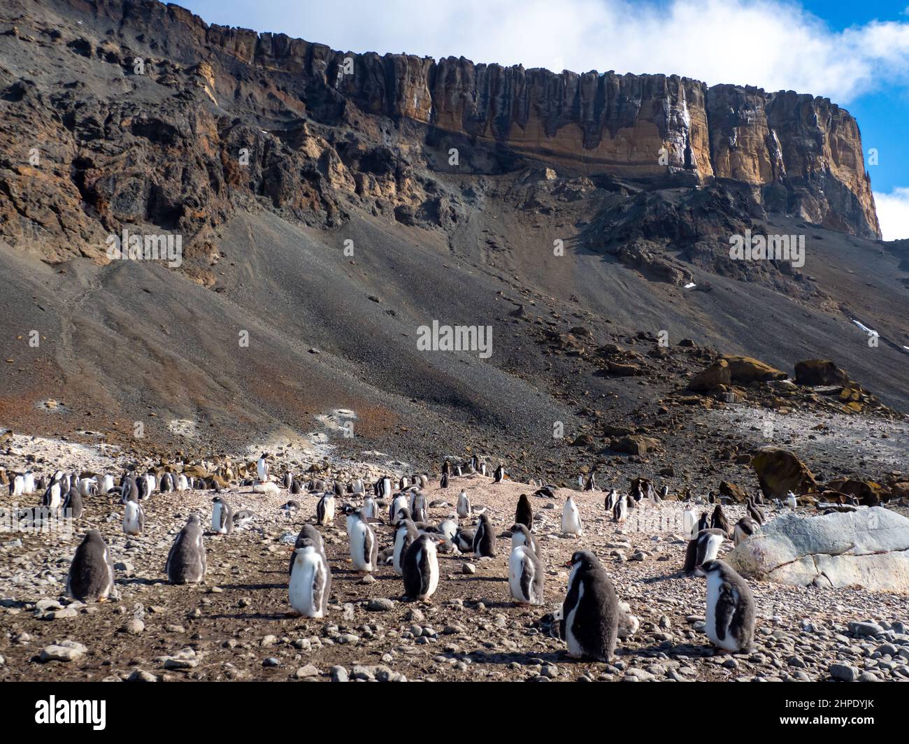 Adelie Penguin, Pygoscelis adeliae, avec des poussins à Brown Bluff, péninsule Antarctique Banque D'Images