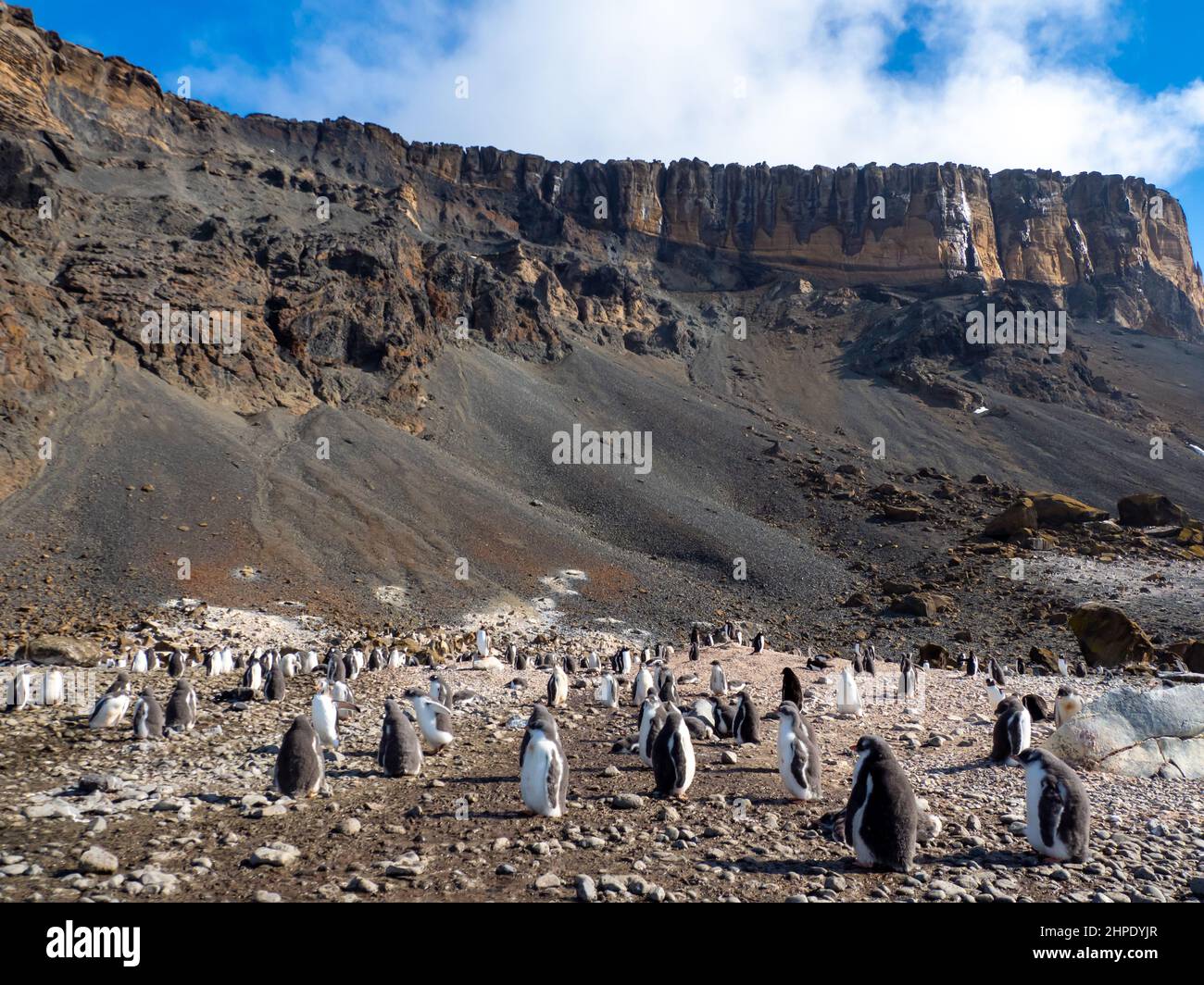 Adelie Penguin, Pygoscelis adeliae, avec des poussins à Brown Bluff, péninsule Antarctique Banque D'Images