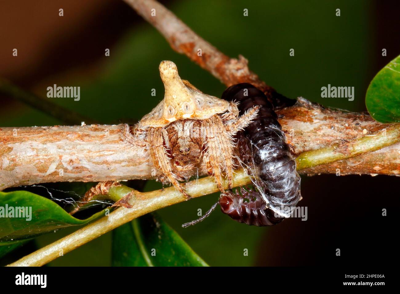 Araignée enveloppante à tourelles, Dolophones turrigera. Avec une proie  enveloppée de soie d'un millipede. Coffs Harbour, Nouvelle-Galles du Sud,  Australie Photo Stock - Alamy